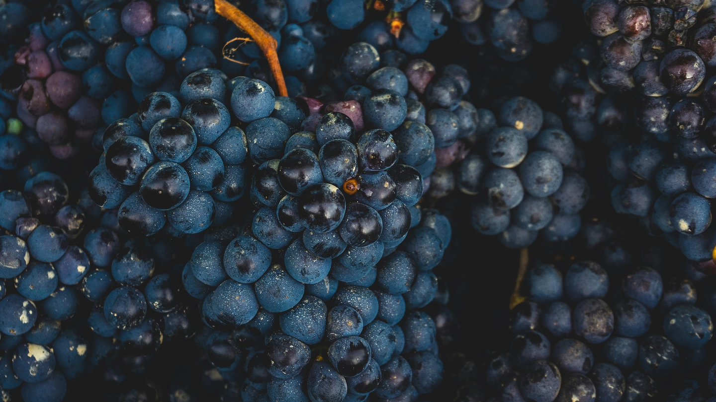 Burgundy 2022: a fine vintage, but is it worth buying?