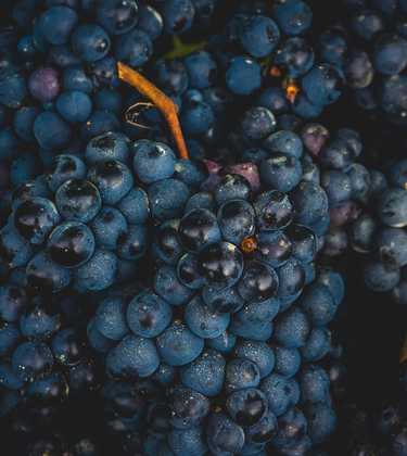 Burgundy 2022: a fine vintage, but is it worth buying?