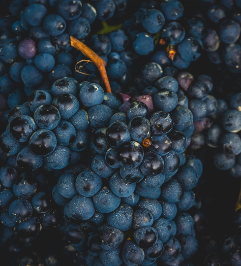 Burgundy 2022: a fine vintage, but is it worth buying?