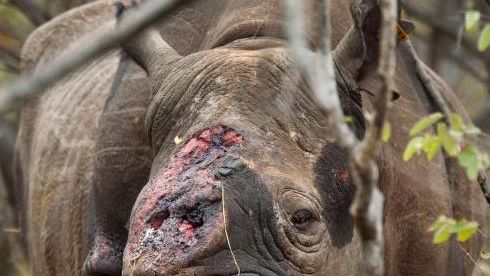 The fate of the rhino: the photographs that make you question humanity