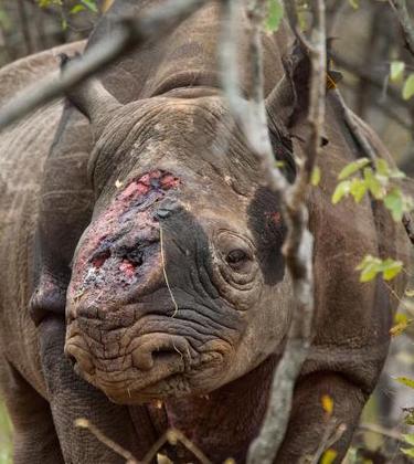 The fate of the rhino: the photographs that make you question humanity