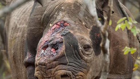 The fate of the rhino: the photographs that make you question humanity