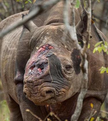 The fate of the rhino: the photographs that make you question humanity