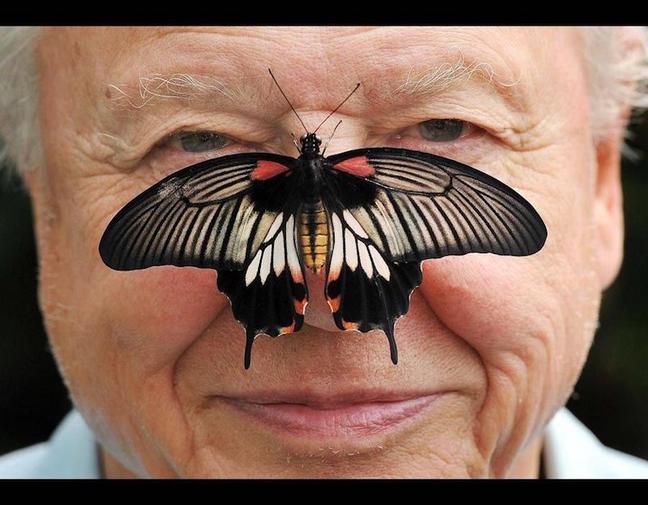 Sir David pictured with a Great Mormon Butterfly on his nose at the launch of the Big Butterly count at London Zoo (Press Association)