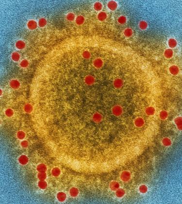 coronavirus myths
