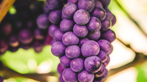 The rise of English sparkling wine