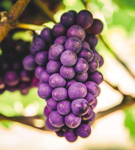 The rise of English sparkling wine