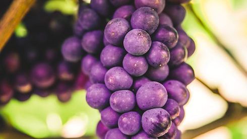 The rise of English sparkling wine