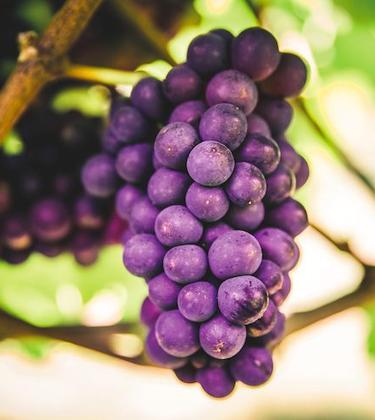 The rise of English sparkling wine
