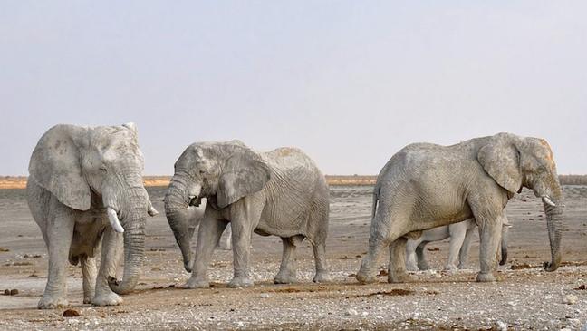 elephant-namibia