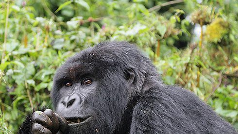 Tracking gorillas in Rwanda