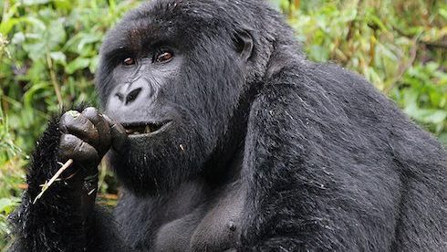 Tracking gorillas in Rwanda