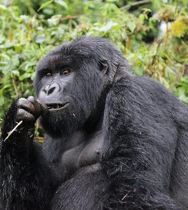 Tracking gorillas in Rwanda