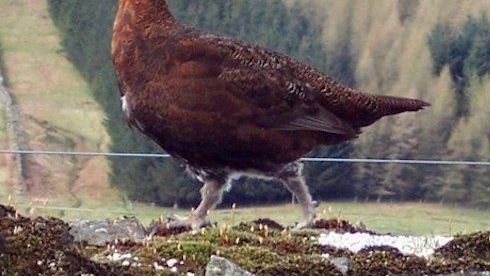 Glorious grouse – what to expect this season