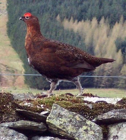 Glorious grouse – what to expect this season