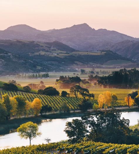 Go west: Why US wines are taking the world by storm