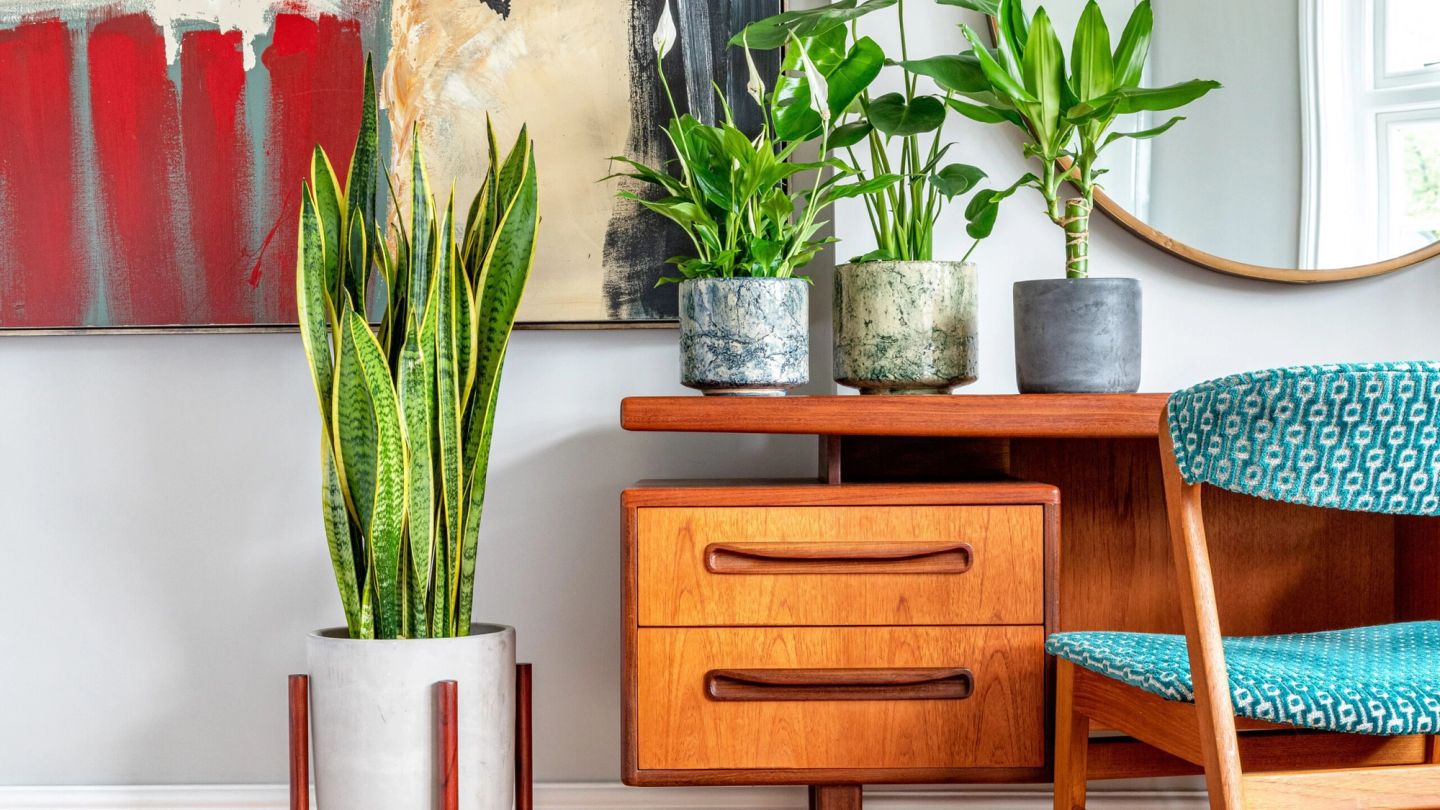These are the best desk plants for increasing productivity in 2022