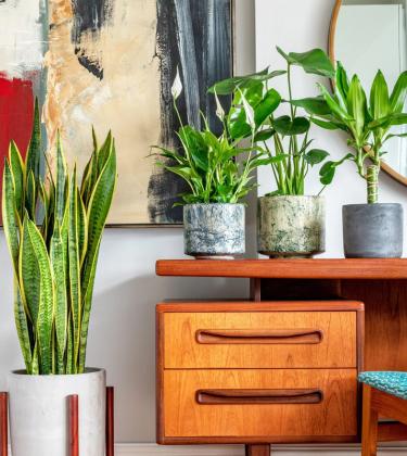 These are the best desk plants for increasing productivity in 2022