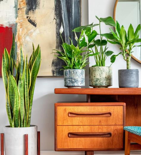 These are the best desk plants for increasing productivity in 2022