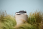 As Allbirds turns 10 years old, it’s giving its most iconic shoe a revamp