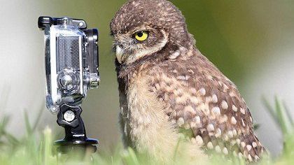 The 10 most insane Gopro videos of 2015 so far