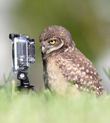 The 10 most insane Gopro videos of 2015 so far