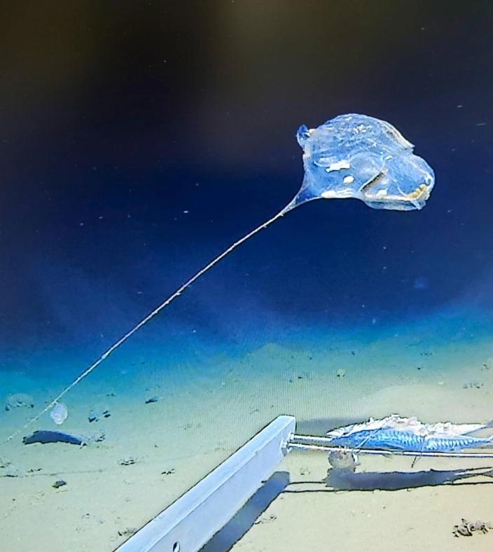 Java Trench jellyfish