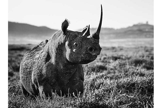 DAvid YArrow