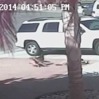 Heroic Cat Saves Boy From Savage Dog Attack