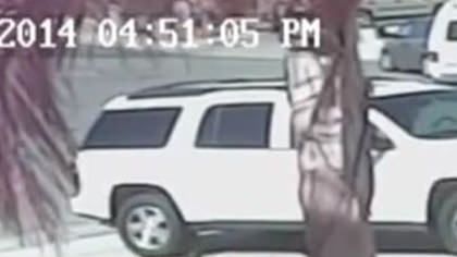 Heroic Cat Saves Boy From Savage Dog Attack