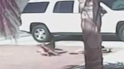 Heroic Cat Saves Boy From Savage Dog Attack