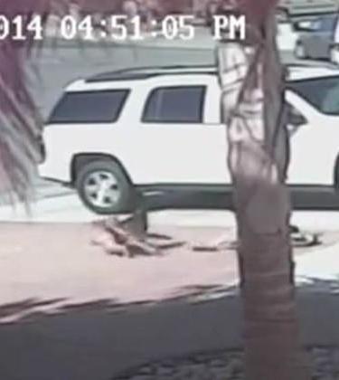 Heroic Cat Saves Boy From Savage Dog Attack