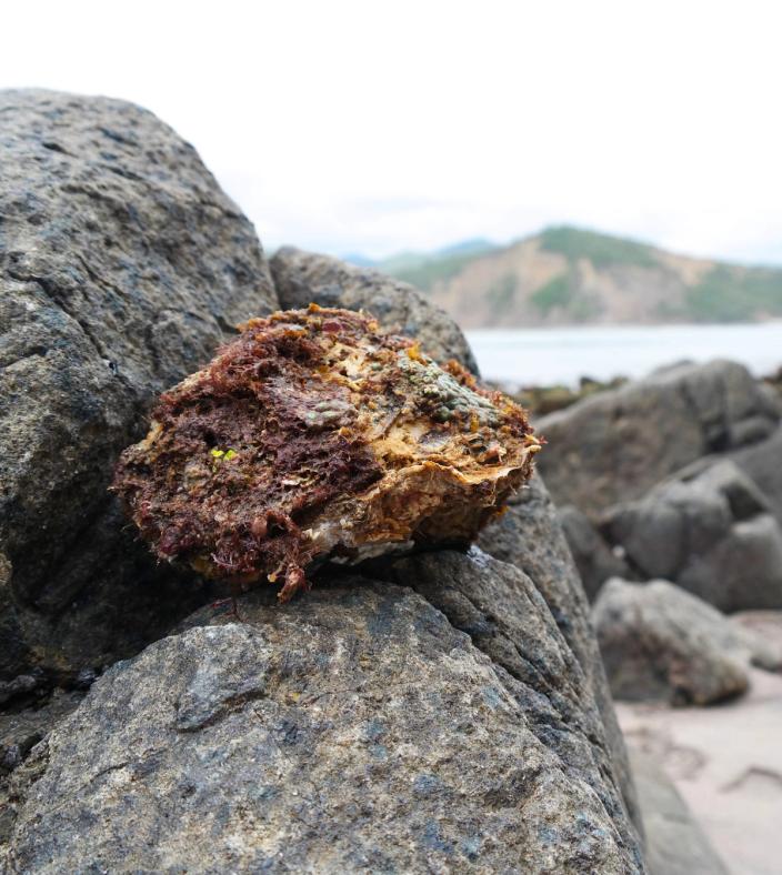 oysters ecuador