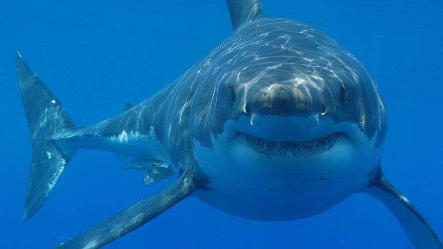 5 steps to surviving a shark attack