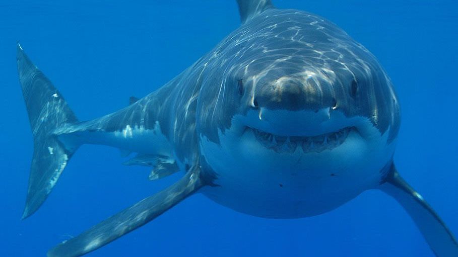 5 steps to surviving a shark attack