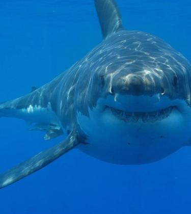 5 steps to surviving a shark attack