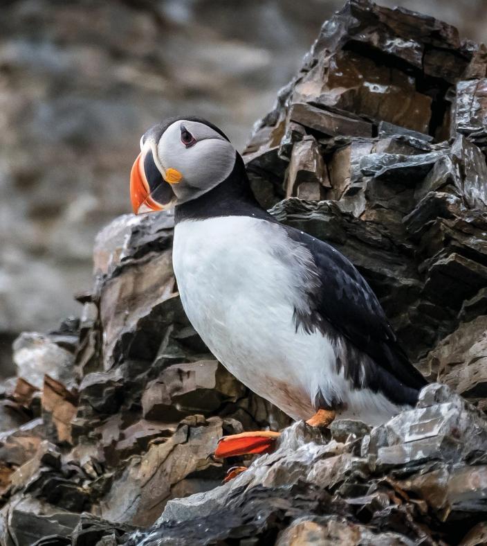 puffin