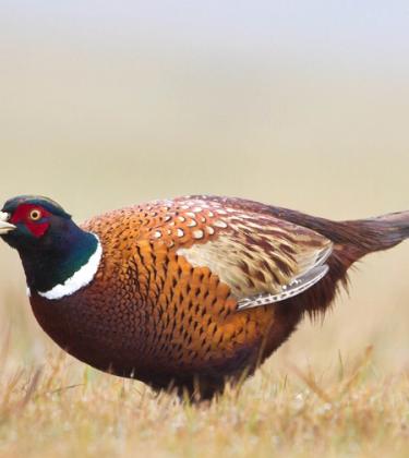 best shooting destinations uk