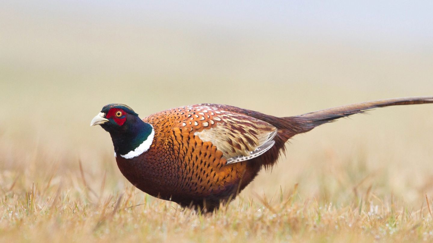 These are the best shooting destinations in the UK