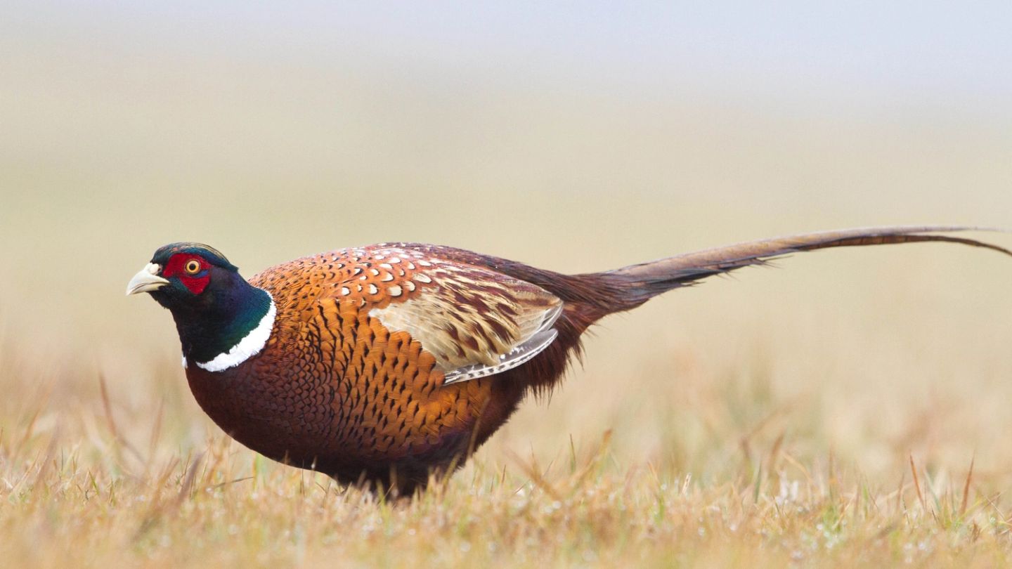 These are the best shooting destinations in the UK