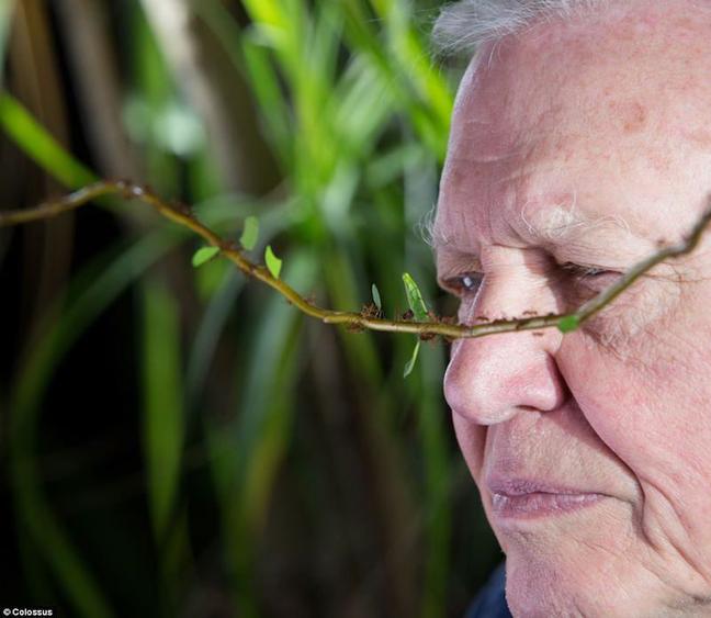 Sir david eyes a swarm of marching Leaf Cutter Ants during the filming of Micro Monsters 3D (BBC)