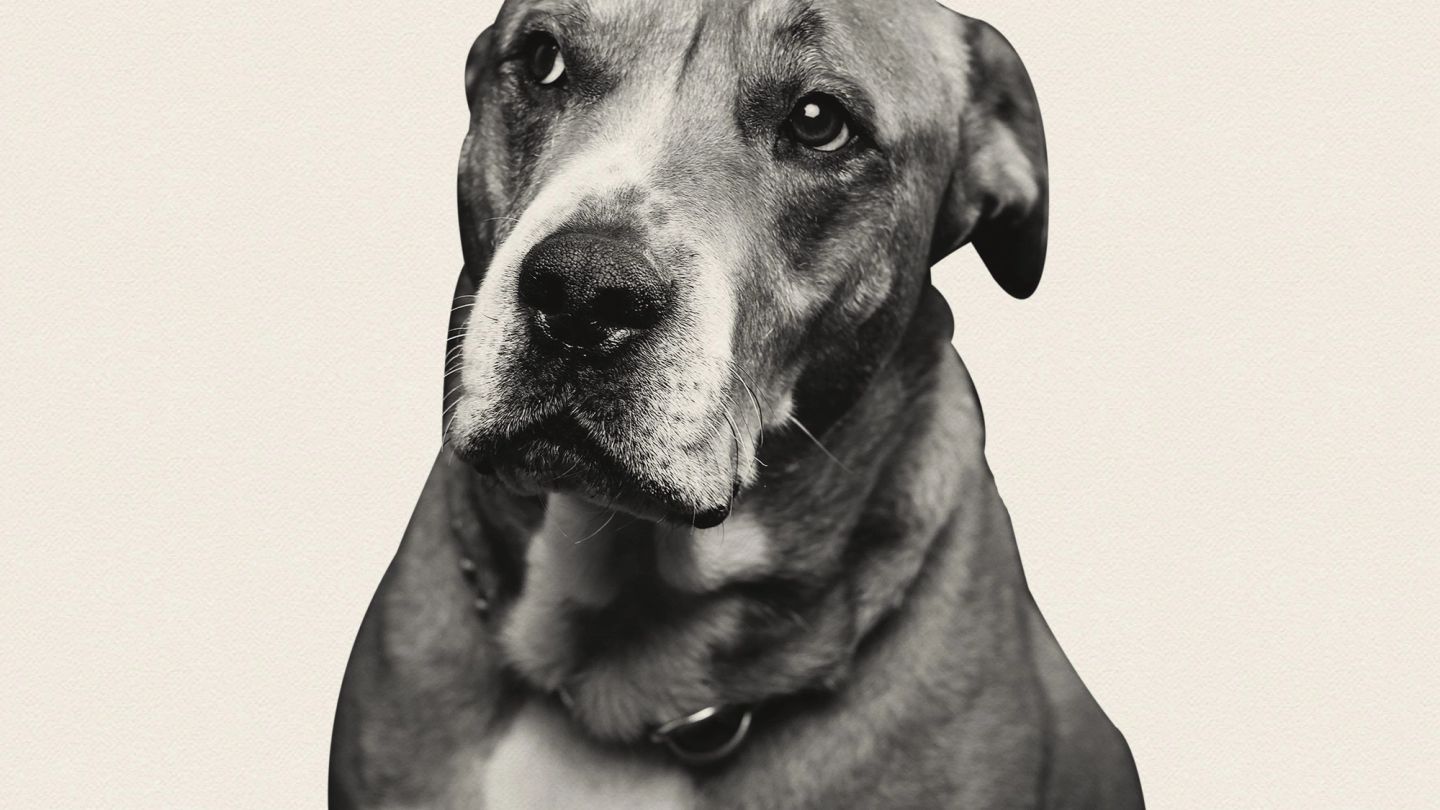 5 dating red flags to avoid signalling