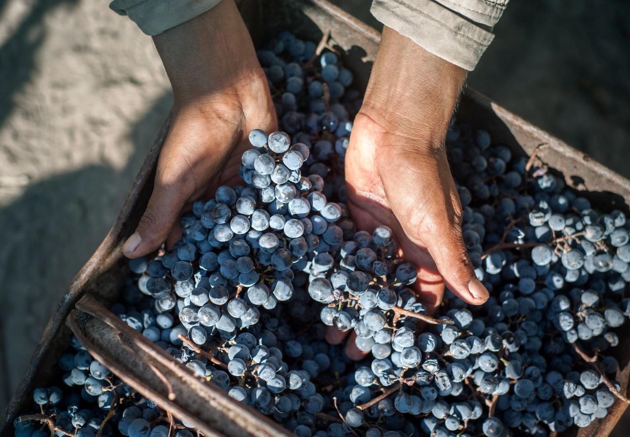 A pair of hands holding a bunch of grapes in a crate