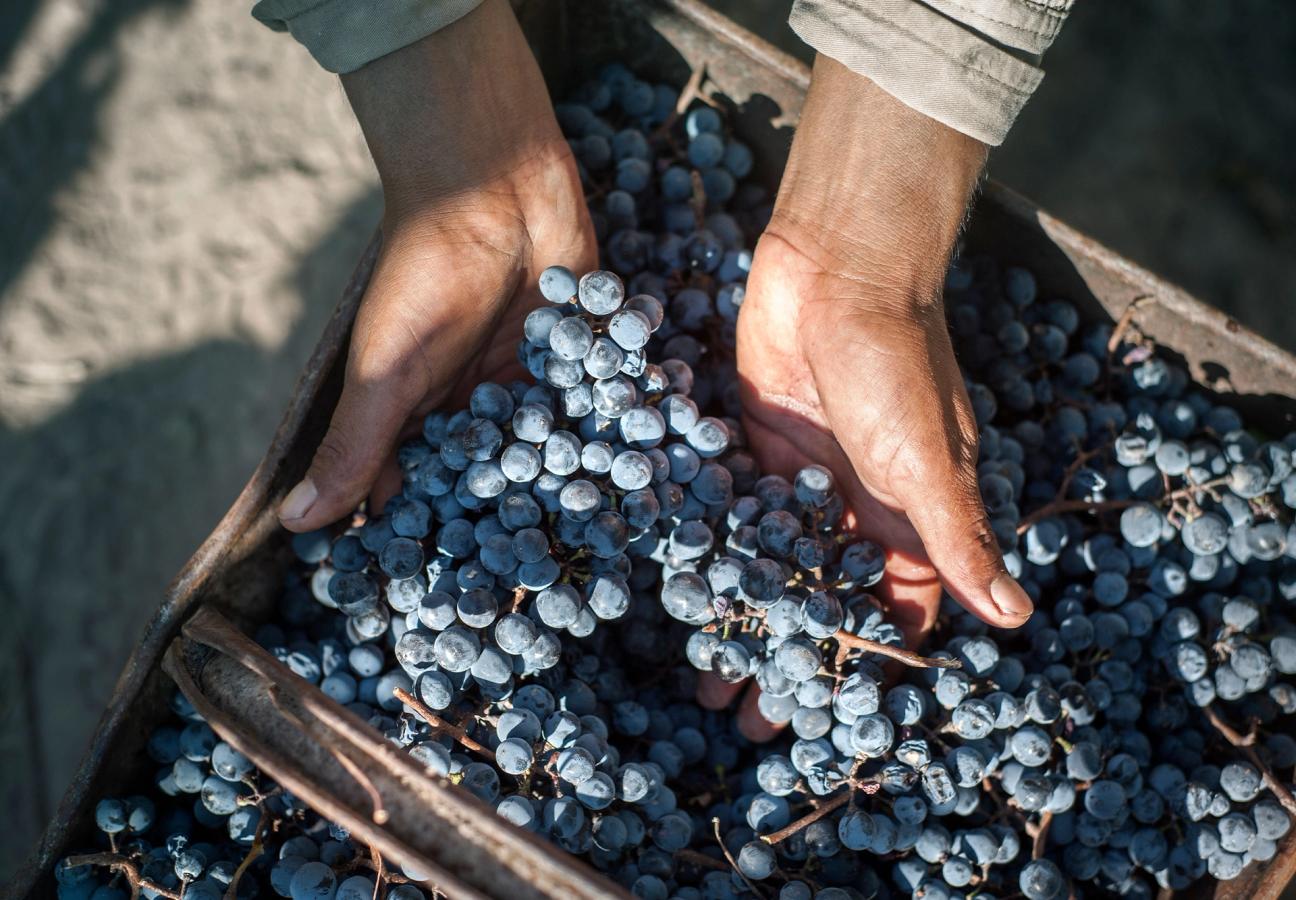 A pair of hands holding a bunch of grapes in a crate