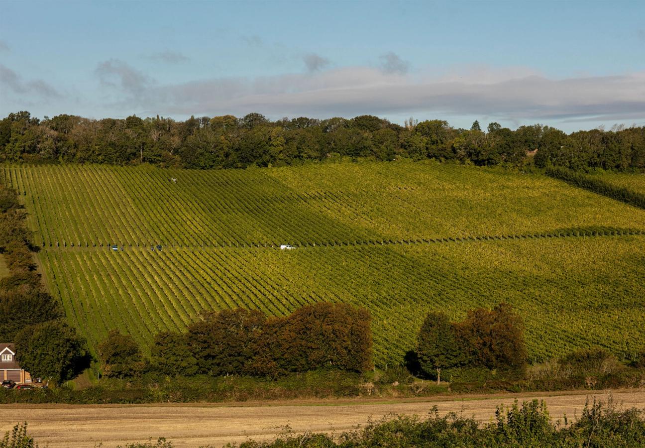 Vineyards in Kent