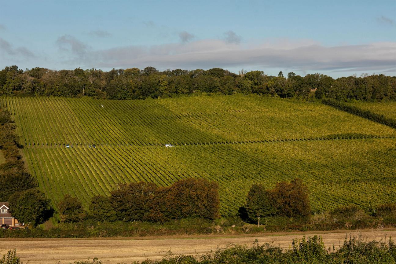 Vineyards in Kent