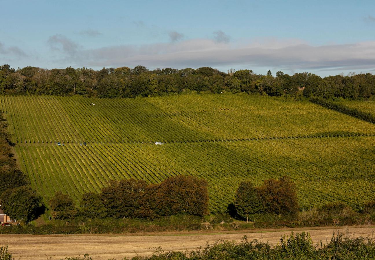 Vineyards in Kent