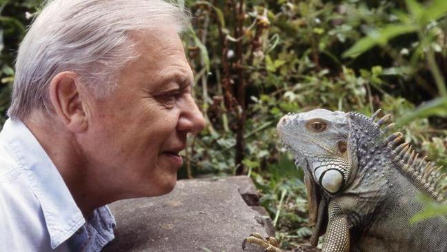 Attenborough facing off with an iguana (BBC)