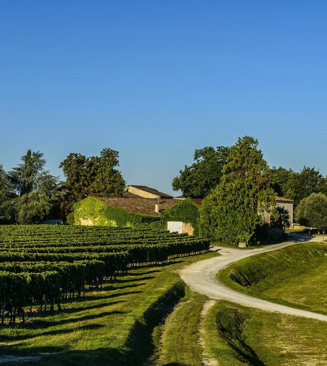 Château Quintus wine