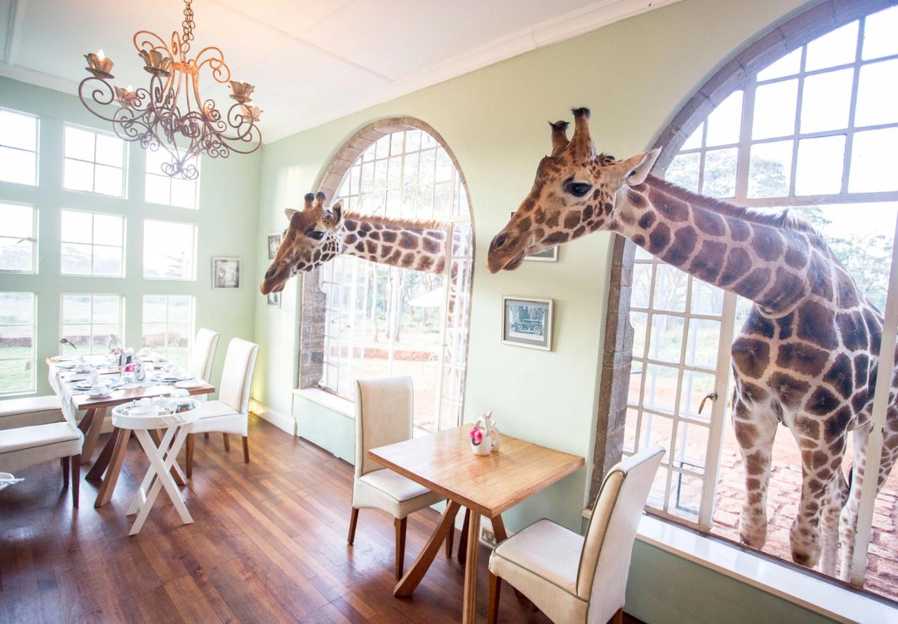giraffe manor